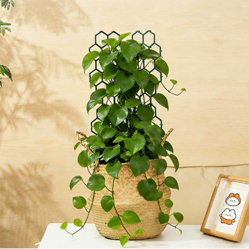 🌿 50% RABATT! 🐝 Waben-Pflanzengitter – Rostfrei, stapelbar & einfache Montage – Perfekt für Kletterpflanzen, Tomaten oder Rankgitter im Beet – sorgt für aufrechtes und gesundes Wachstum 🍅