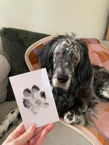 🎁 50 % RABATT🐶Pfotenabdruck-Set für Haustiere🐾🐾
