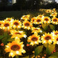 🌻 Realistisch & wetterfest | Solar-Sonnenblume – Bestseller 2026 | IP65-Außen-Dekoration